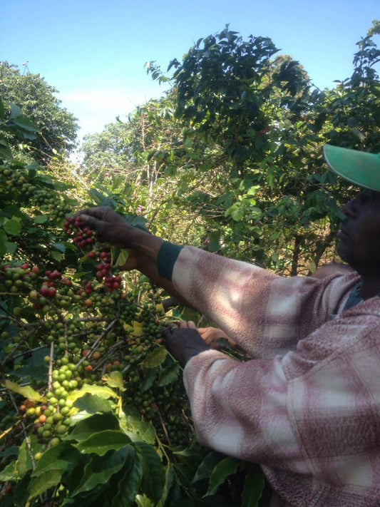 The Difference Between Single-Origin Coffee and Blends